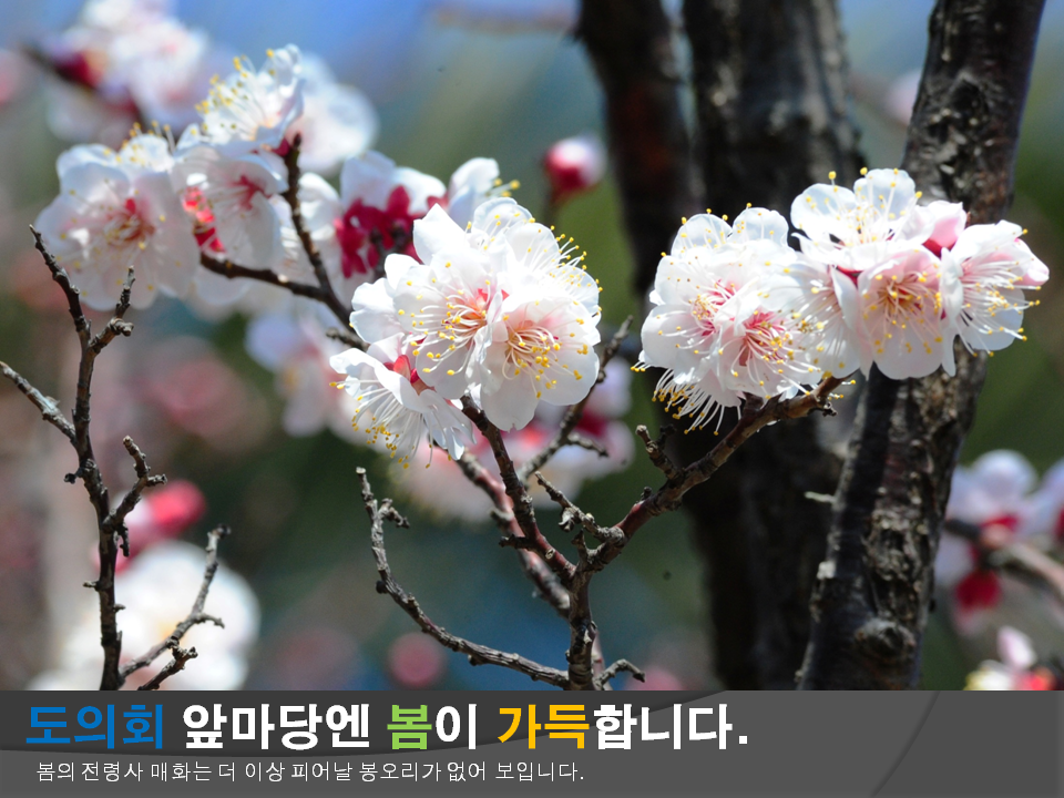 도의회 앞마당엔 봄이 가득합니다. 봄의 전령사 매화는 더 이상 피어날 봉오리가 없어 보입니다.