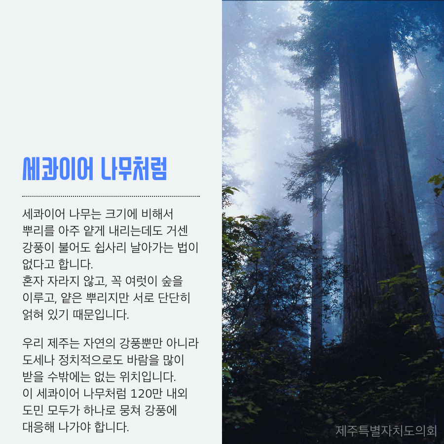 세콰이어 나무처럼 세콰이어 나무는 크기에 비해서 뿌리를 아주 얕게 내리는데도 거센 강풍이 불어도 쉽사리 날아가는 법이 없다고 합니다. 혼자 자라지 않고 꼭 여럿이 숲을 이루고 얕은 뿌리지만 서로 단단히 얽혀 있기 때문입니다. 우리 제주는 자연의 강풍뿐만 아니라 도세나 정치적으로도 바람을 많이 받을 수 밖에는 없는 위치입니다. 이 세콰이어 나무처럼 120만 내외 도민 모두가 하나로 뭉쳐 강풍에 대응 해 나가야 합니다. 제주특별자치도의회