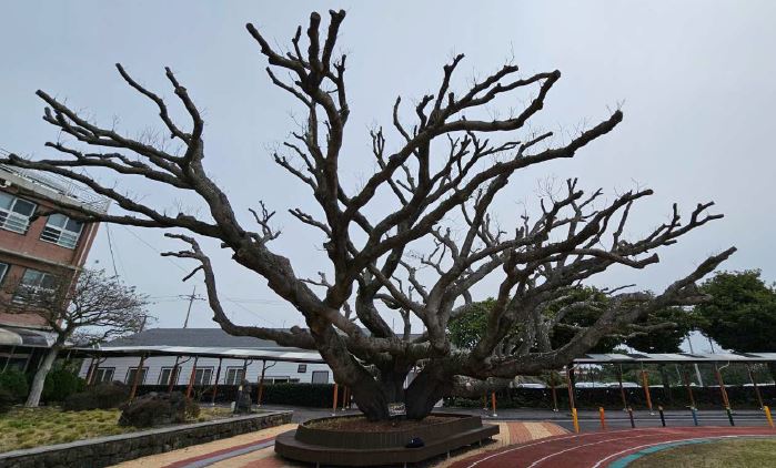 추억의 그늘나무 ‘학교의 노거수’들이 사라진다