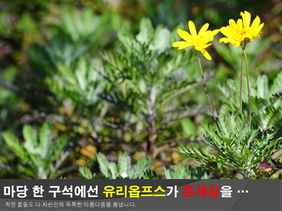 마당 한 구석에선 유리옵프스가 존재감을... 작은 꽃들도 다 자신만의 독특한 아름다움을 뽐냅니다.