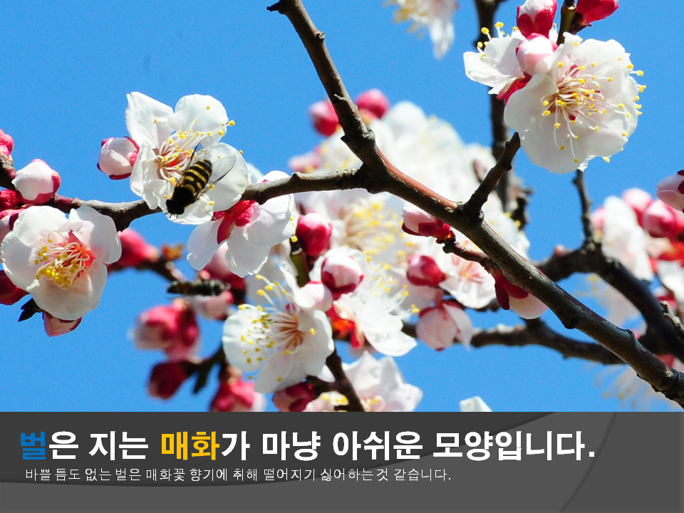 벌은 지는 매화가 마냥 아쉬운 모양입니다. 바쁠 틈도 없는 벌은 매화꽃 향기에 취해 떨어지기 싫어하는것 같습니다.