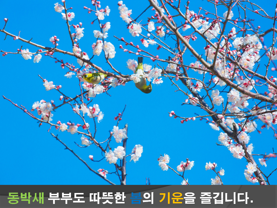 동박새 부부도 따뜻한 봄의 기운을 즐깁니다