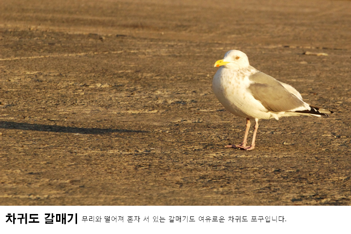차귀도 갈매기 - 무리와 떨어져 혼자 서 있는 갈매기도 여유로운 차귀도 포구입니다.