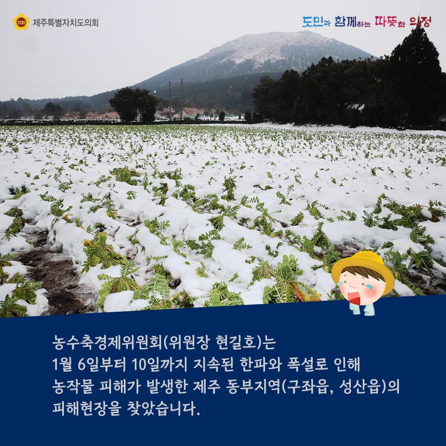 농수축경제위원회(위원장 현길호)는 1월 6일부터 10일까지 지속된 한파와 폭설로 인해 농작물 피해가 발생한 제주 동부지역(구좌읍, 성산읍)의 피해현장을 찾았습니다. 