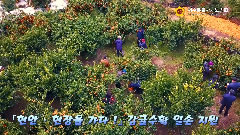 「현안 ․ 현장을 가다 !」감귤수확 일손 지원
