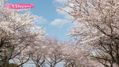 제주의 벚꽃