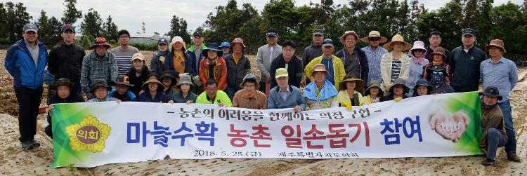  제주특별자치도의회 마늘 수확 현장 일손돕기-대정읍 신평리