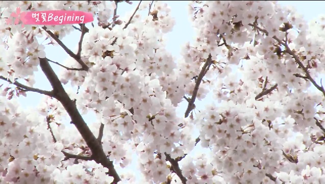 벚꽃 향기 봄 바람에 휘날리고