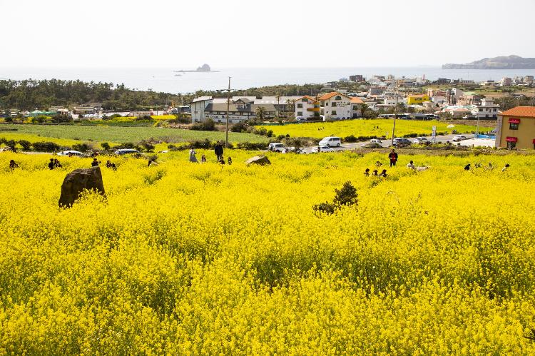 제주의 유채꽃 풍경